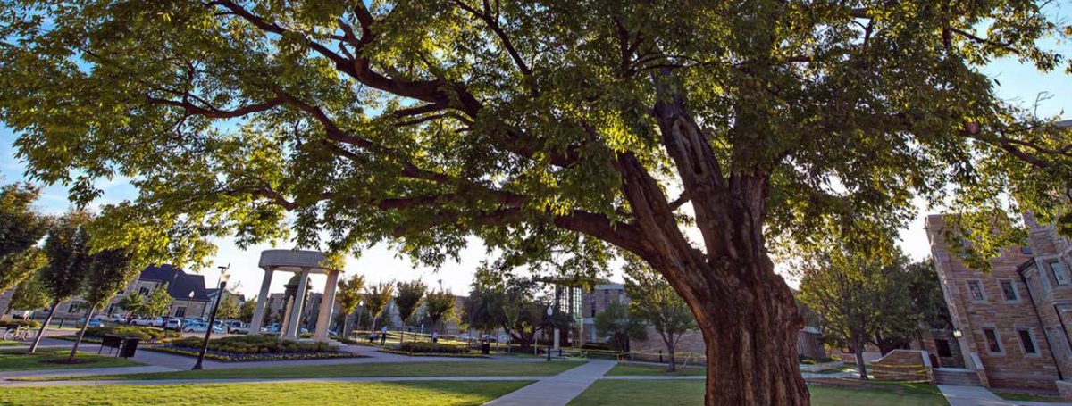 The Oldest Tree on campus, right outside of Tyrell Hall, overlooking Bayless Plaza