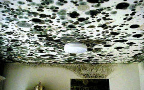 abundant black mold on the ceiling and walls of a room