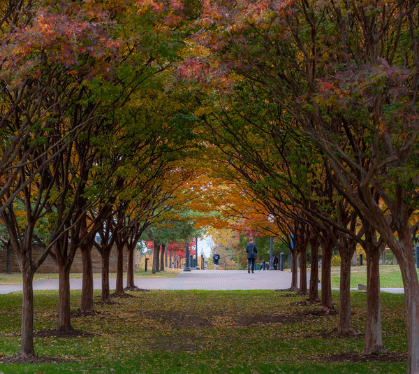 Photograph of trees on campus in the autumn