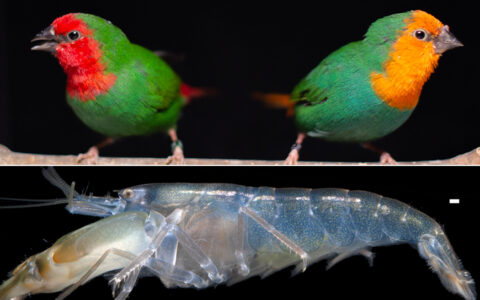 two green birds on a stick above a grey shrimp