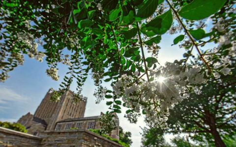 tall stone tower and building set against a blue sky and seen through the green leaves and white flowers of a crepe myrtle