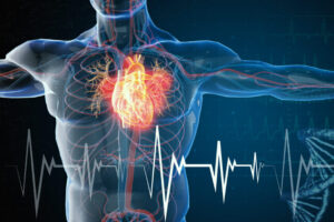 illustration of a transparent male torso and arms showing a glowing red heart