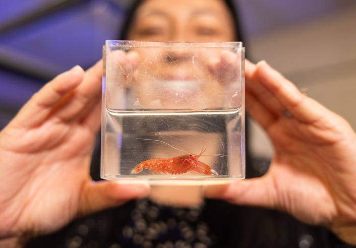 Researcher holding a snapping shrimp in a container for the study of shock wave damping helmets.