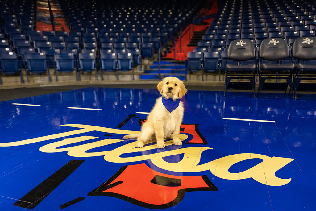 UTulsa's Goldie III, the canine ambassador, sits on the Tulsa logo on the basketball court.