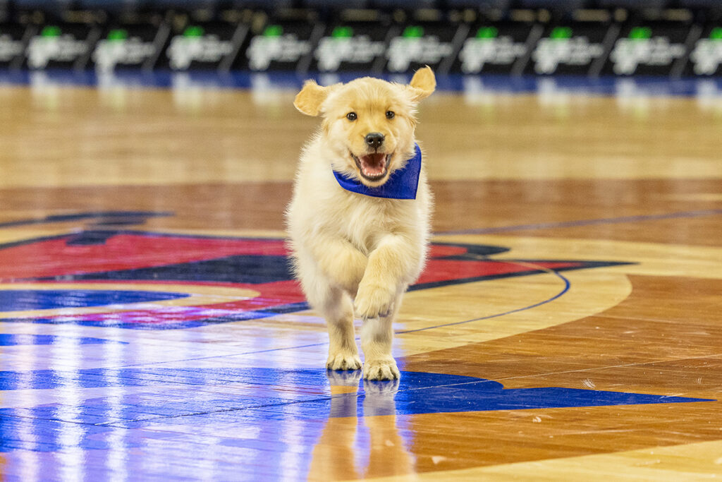 Goldie III, UTulsa's newest canine ambassador, runs happily on a basketball court with a blue bandana.