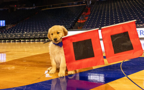 Goldie III, UTulsa's canine ambassador, sits on the basketball court with flags.