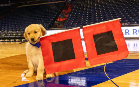 Goldie III, UTulsa's canine ambassador, with flags on basketball court.