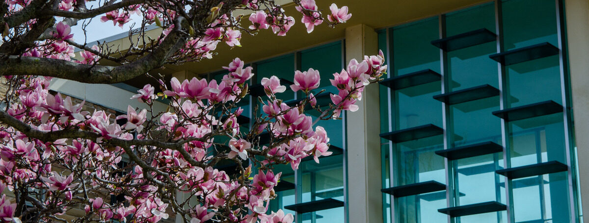 Pink magnolia blossoms in full bloom against a modern building's teal windows.