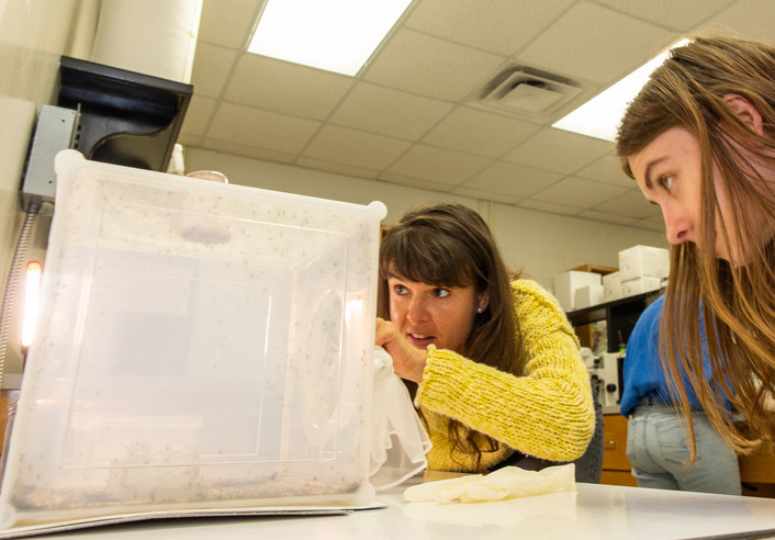 Researchers examine mosquitos in a lab, supporting mosquito research in Tulsa.