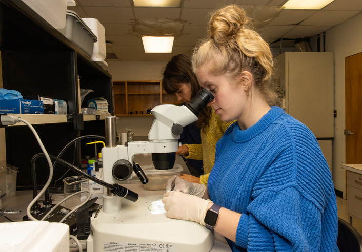 Researcher examines Tulsa mosquitos under a microscope in a biology lab.