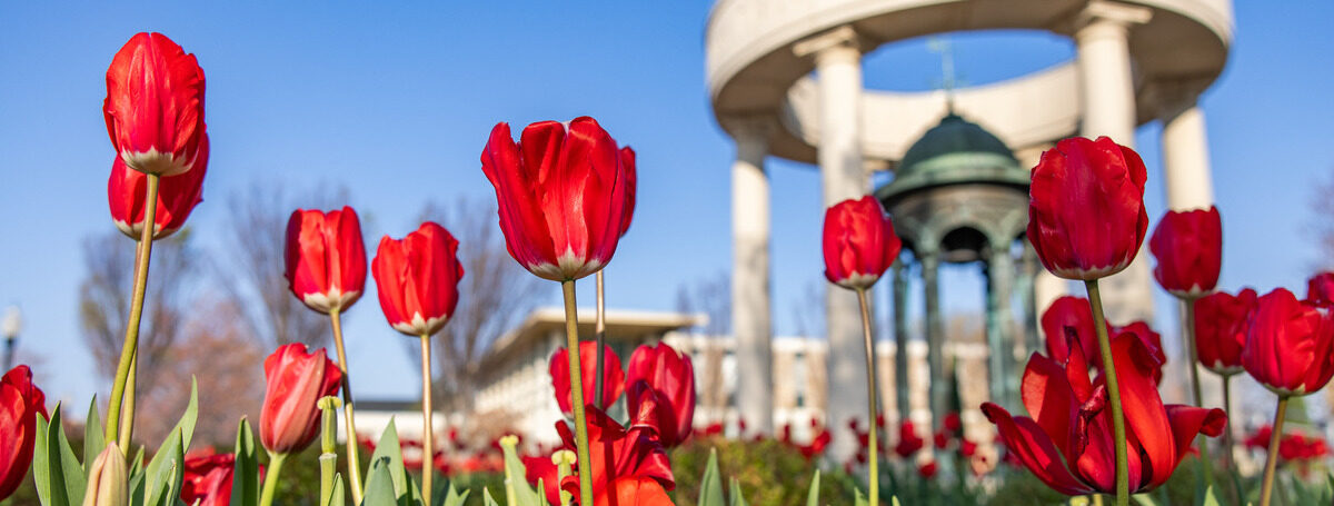 Red tulips bloom near a white monument on a sunny day.