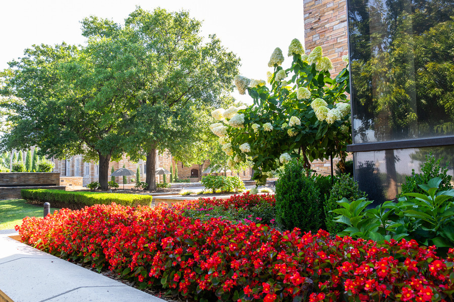 Campus summer beauty: Red flowers, trees, building