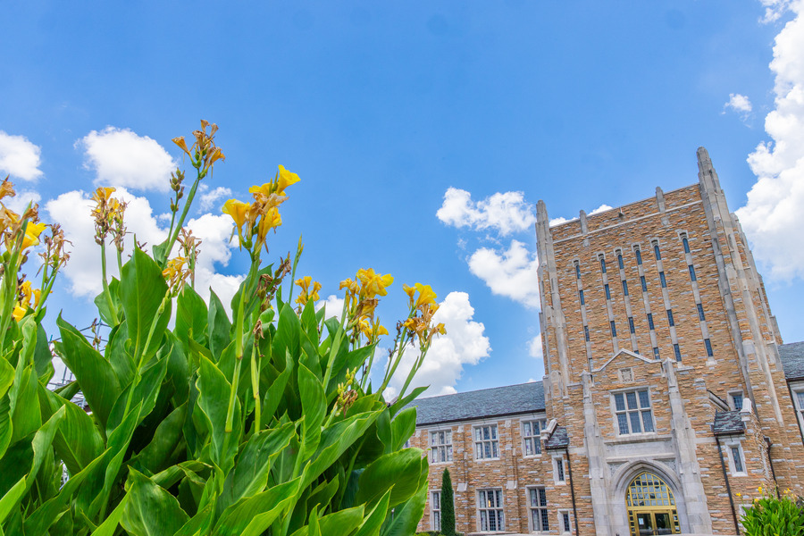 Yellow flowers and historic building