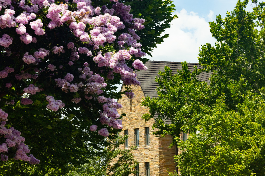 Pink flowers bloom near brick building